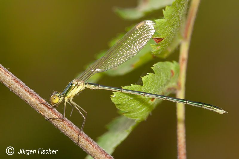 Kleine Binsenjungfer - Kleinlibellen