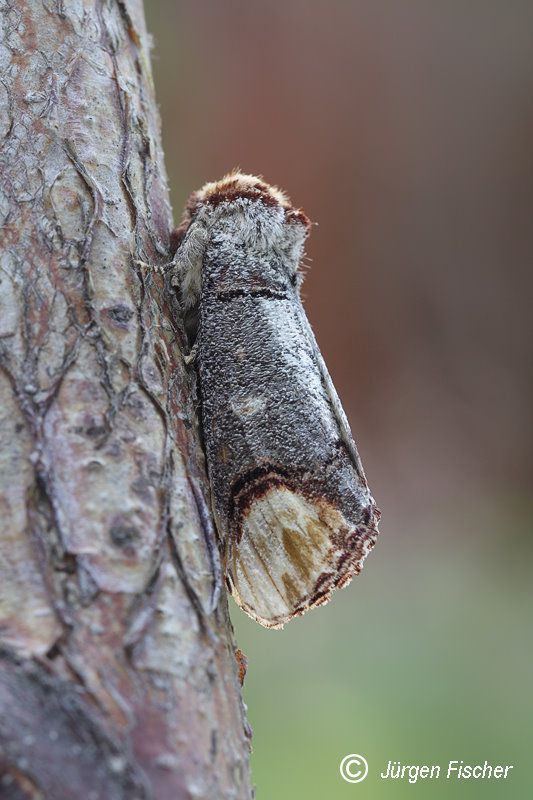 Mondvogel - Zahnspinner - Nachtfalter