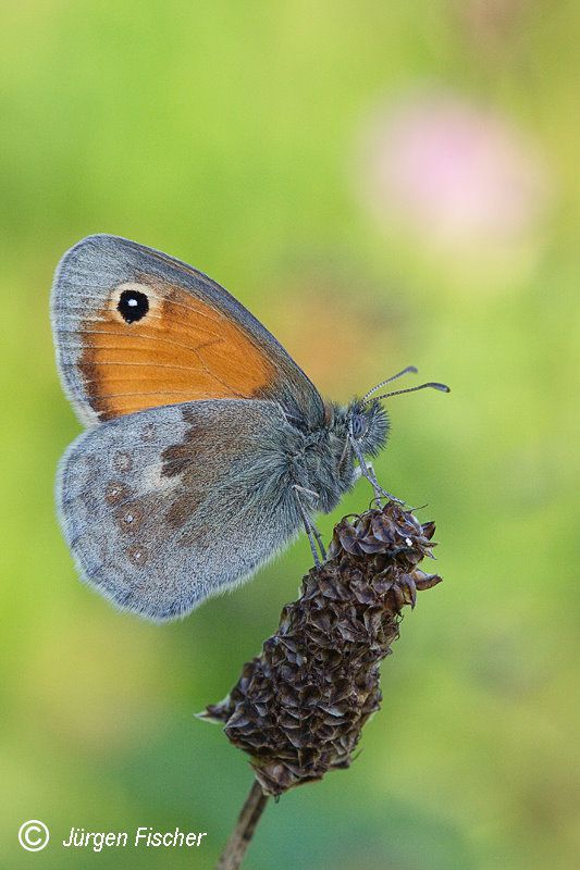 Kleines Wiesenvögelchen - Augenfalter- Edelfalter - Tagfalter