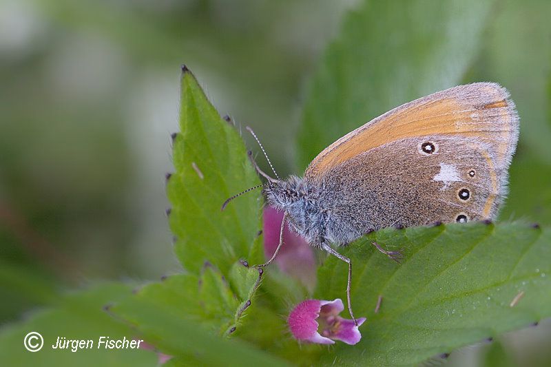 Rotbraunes Wiesenvögelchen - Augenfalter - Edelfalter - Tagfalter