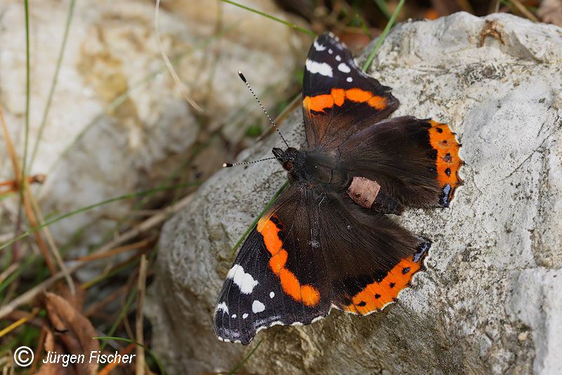 Admiral - Fleckenfalter - Edelfalter - Tagfalter