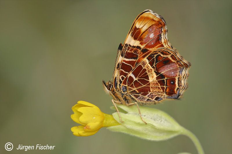 Landkärtchen - Fleckenfalter - Tagfalter