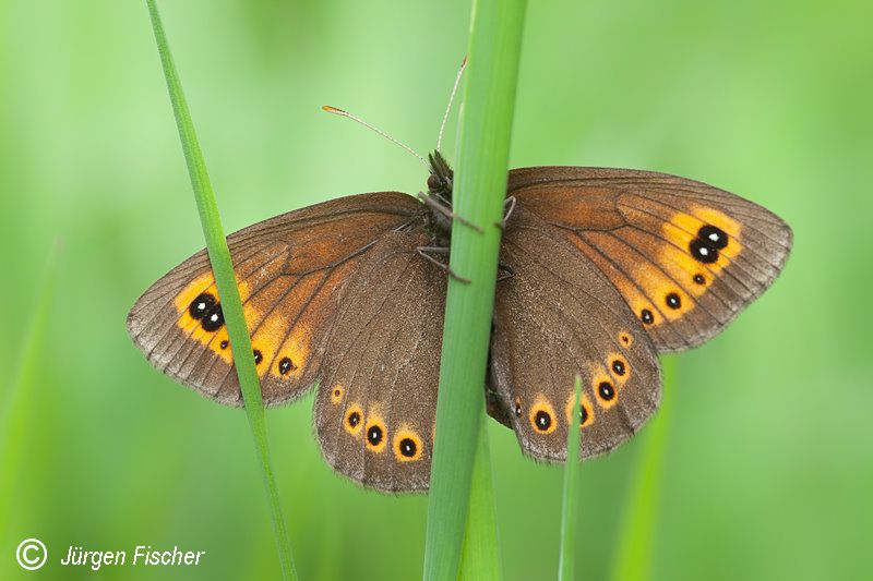 Frühlingsmohrenfalter - Edelfalter - Tagfalter