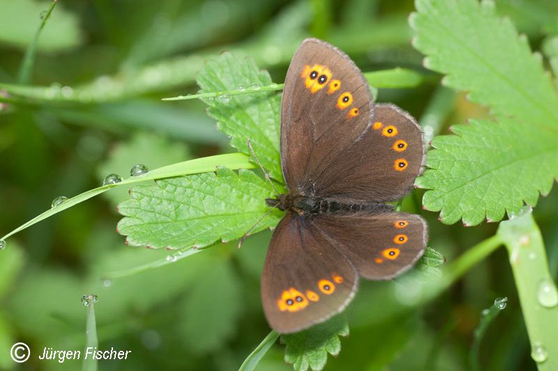 Frühlingsmohrenfalter - Edelfalter - Tagfalter