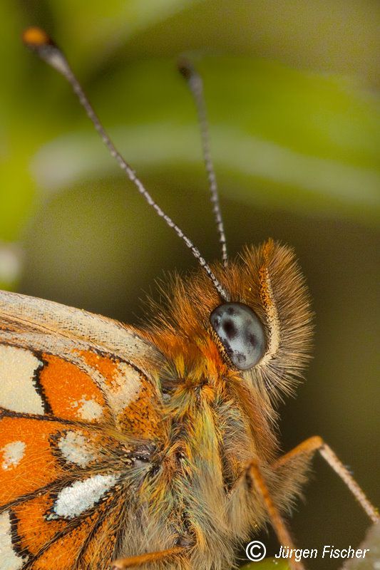 Frühlingsperlmuttfalter - Edelfalter - Tagfalter