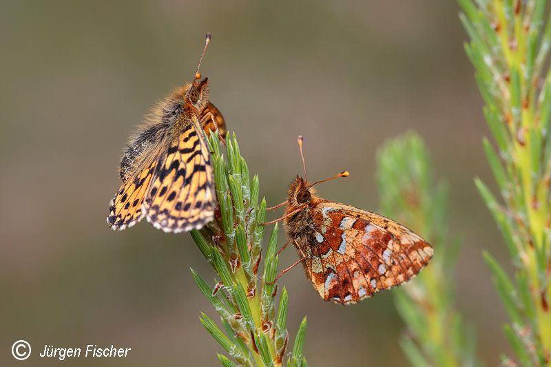 Hochmoor Perlmuttfalter - Edelfalter - Tagfalter