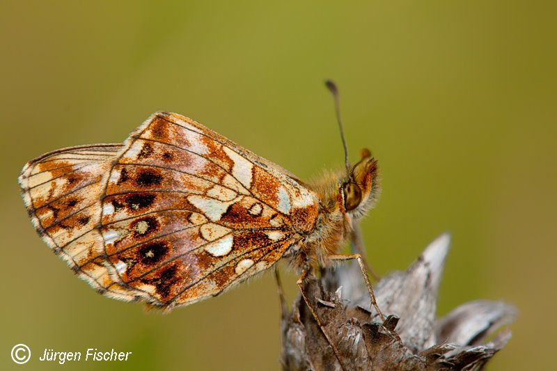 Magerrasen Perlmuttfalter - Edelfalter - Tagfalter