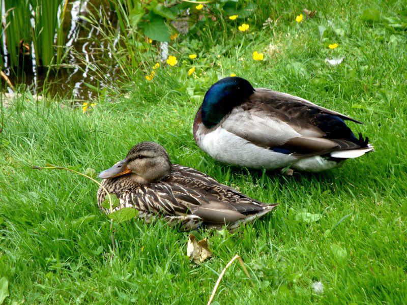 Entenvögel im Fichtelgebirge