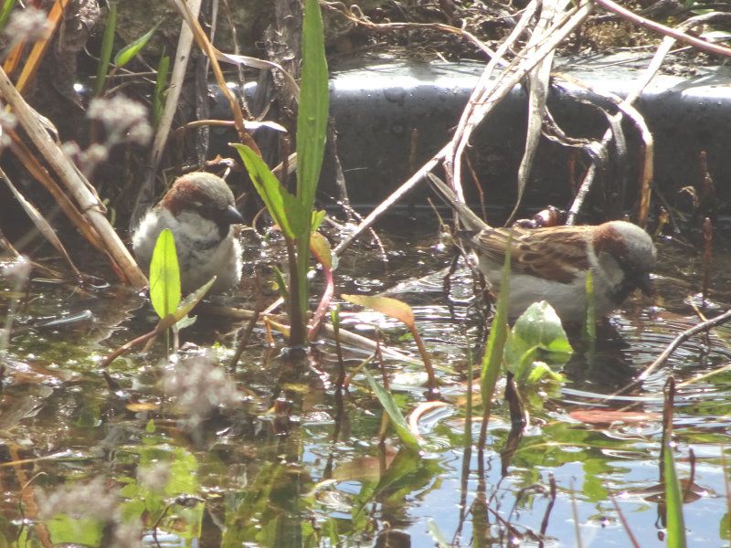 Haussperling - Sperlinge - Singvögel