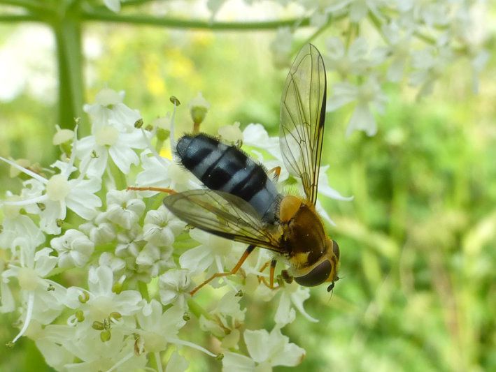 Blaue Breitbandschwebfliege - Fliegen, Schwebfliegen