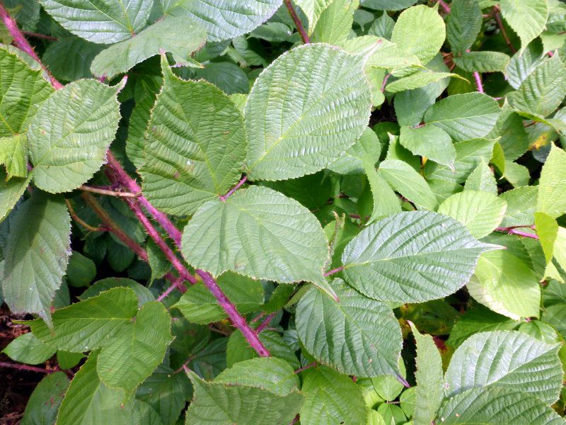 Träufelspitzen-Brombeere - Gattung Rubus