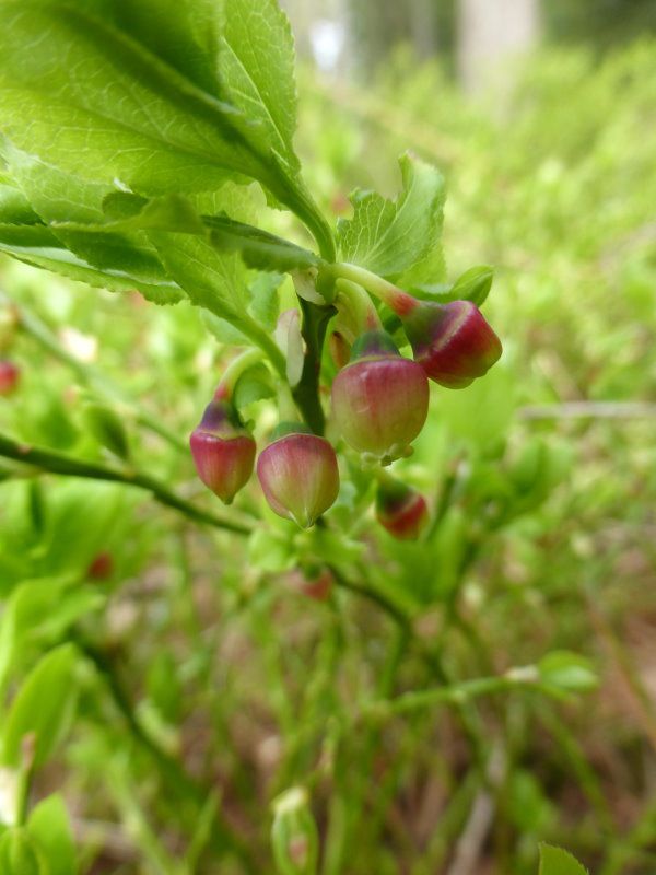 Heidelbeere/Schwarzbeere/Blaubeere - Zwergsträucher