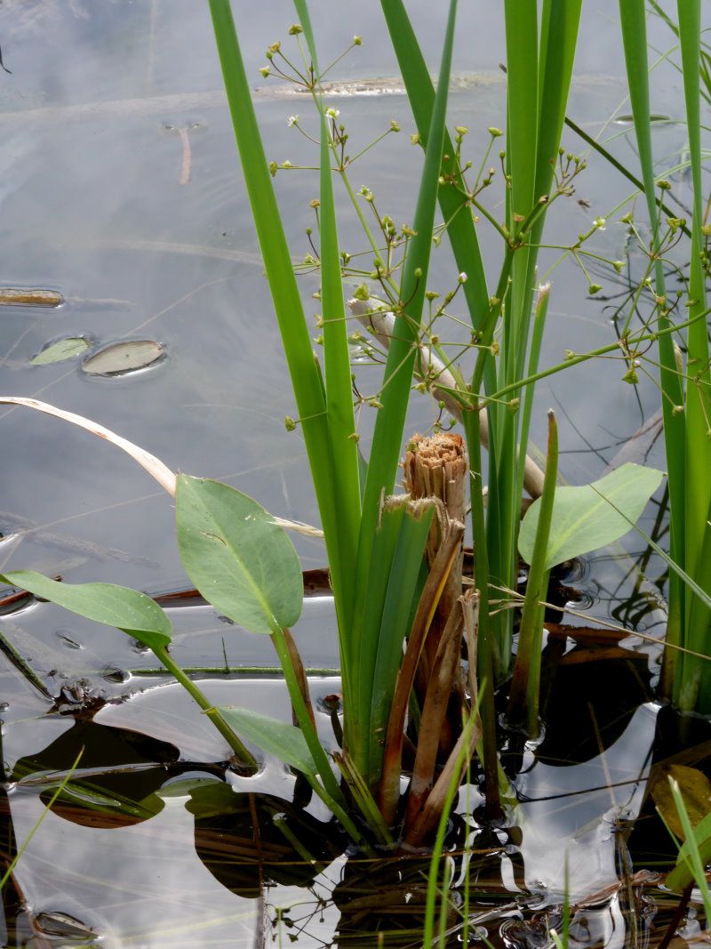 Froschlöffel - Froschlöffelgewächse