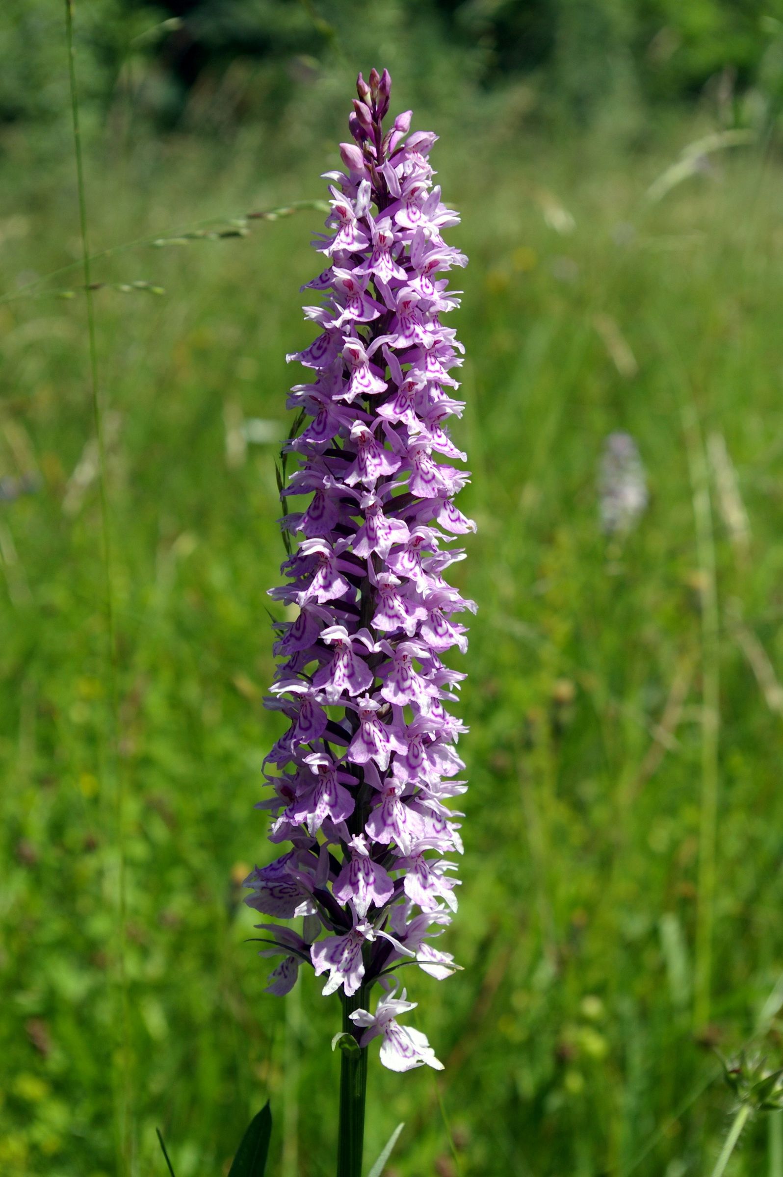 Fuchsknabenkraut - Orchideen - Fichtelgebirge