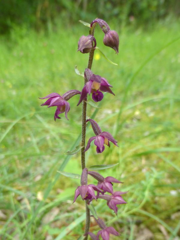 Rotbraune Stendelwurz