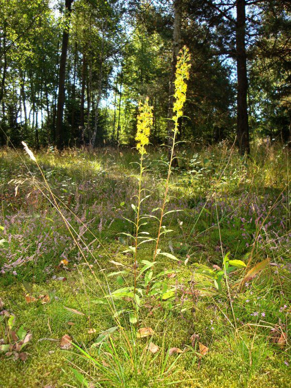 Korbblütengewächse im Fichtelgebirge