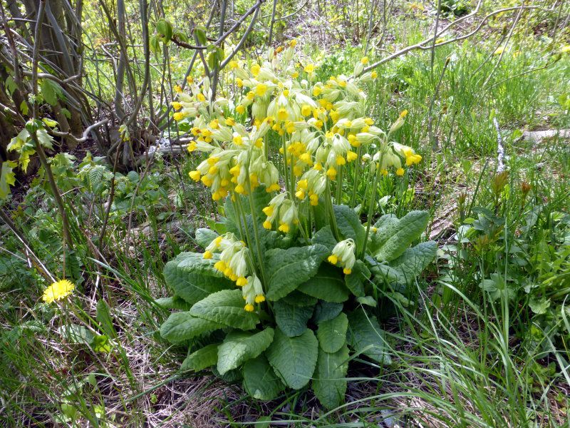 Echte Schlüsselblume - Primelgewächse