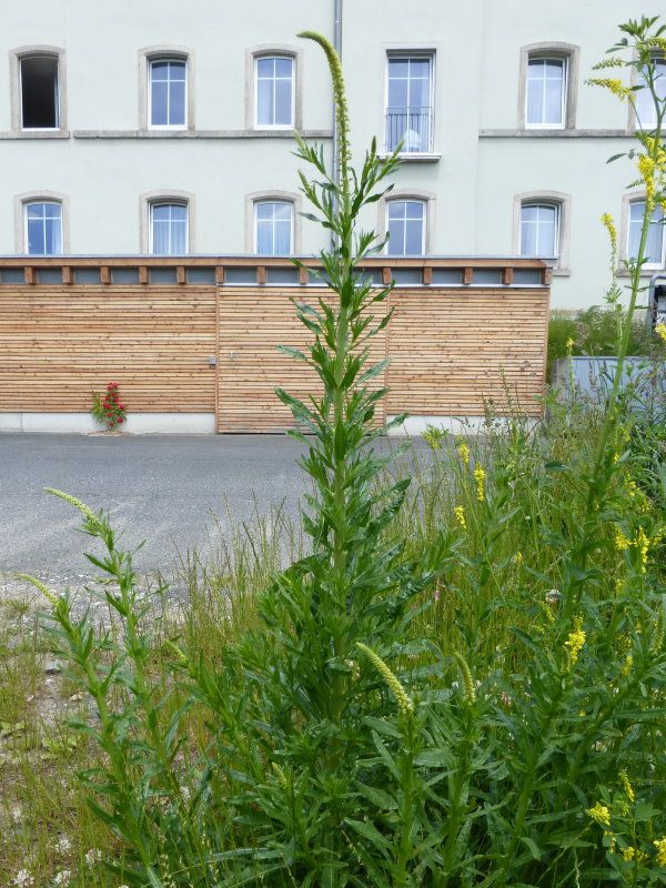 Resedengewächse im Fichtelgebirge