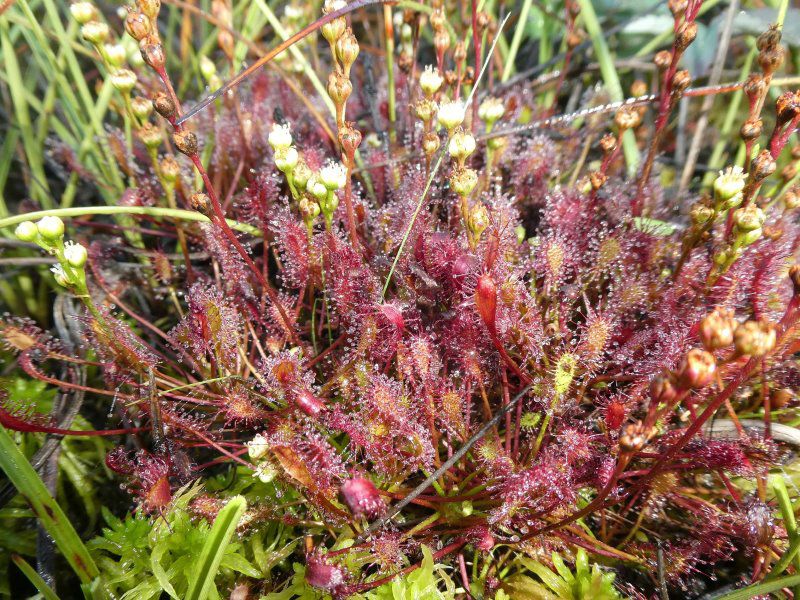 Pflanzen im Fichtelgebirge