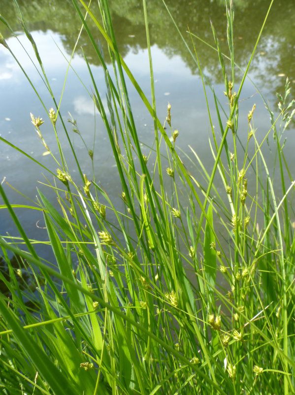 Winkelsegge (Sauergräser)