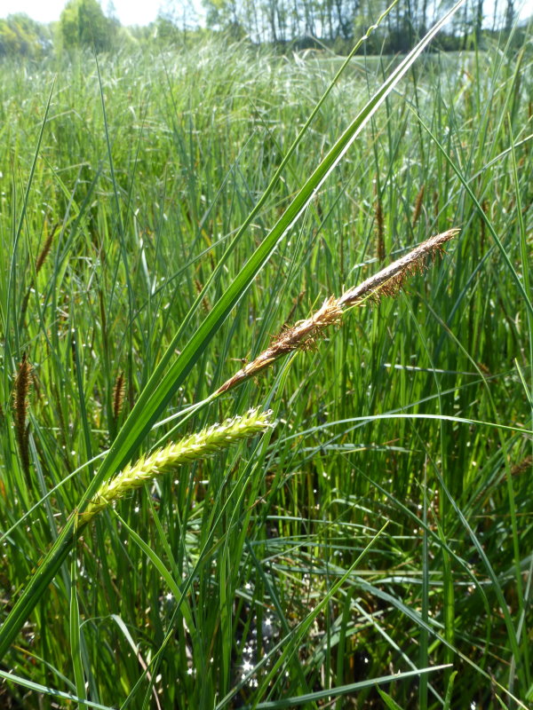 Gräser - BUND Naturschutz in Bayern e.V.