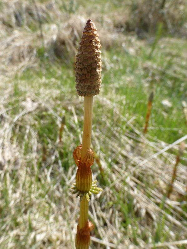 Waldschachtelhalm - Schachtelhalmgewächse - Farngewächse