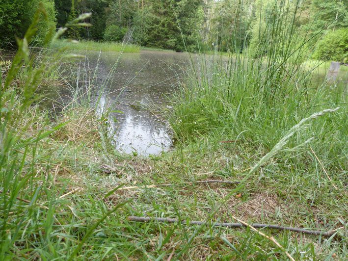 Waldmoor Großwendern - Biotope BN Wunsiedel