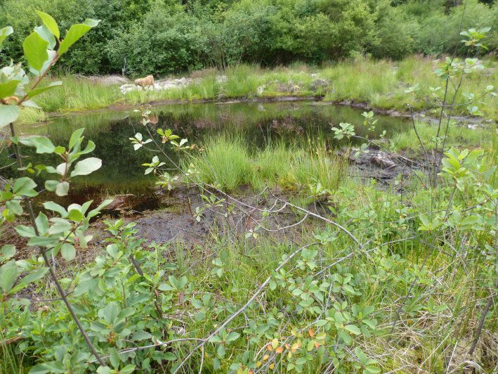 Tümpel im Waldmoor Großwendern