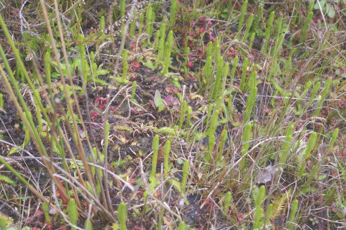 Tongrube Seedorf Raritäten der Botanik und der Insektenwelt