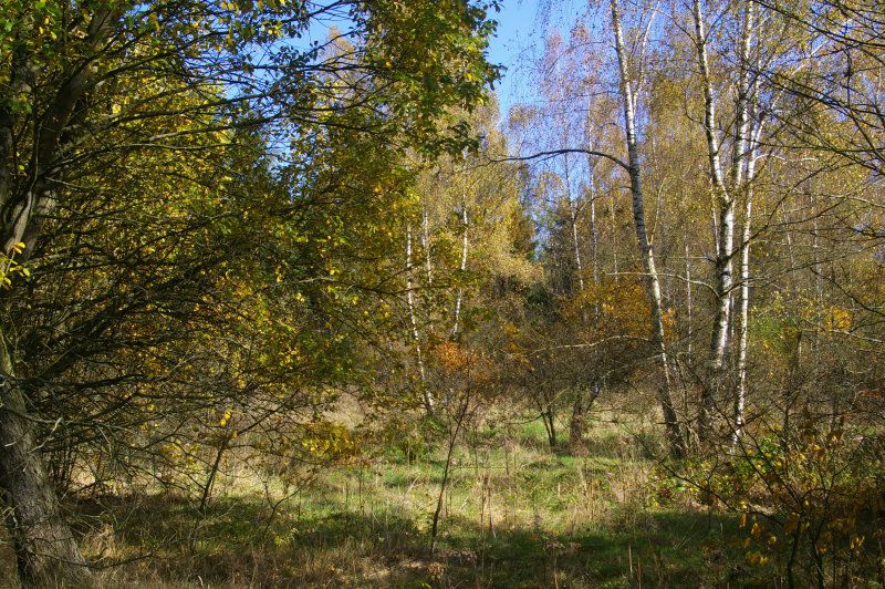 Naturnahe Buschlandschaft im geplanten Gewerbegebiet Wölsau-Marktredwitz