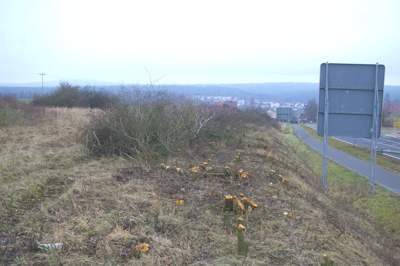 Abholzungen für den Ausbau der B 303 bei Schirnding