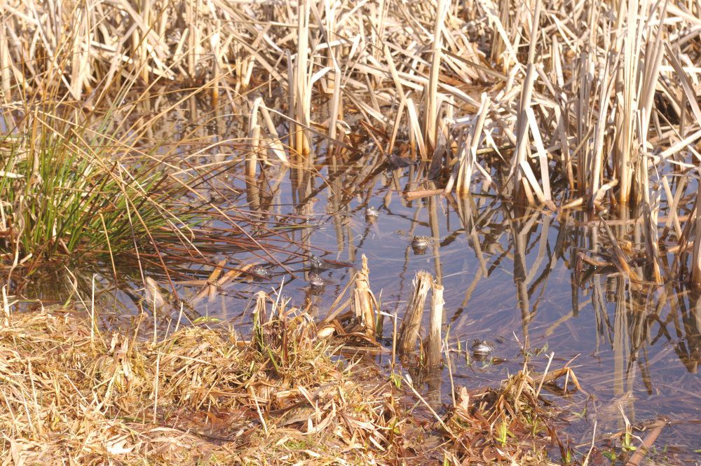 Naturschutz im Grünenband bei Hohenberg