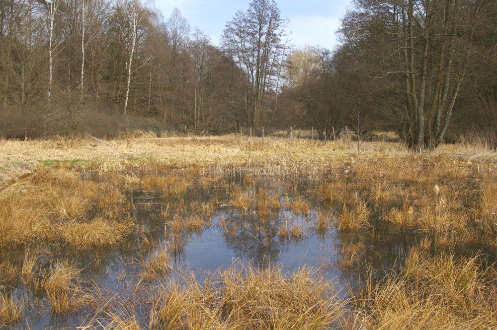 Naturschutz im Grünenband bei Hohenberg