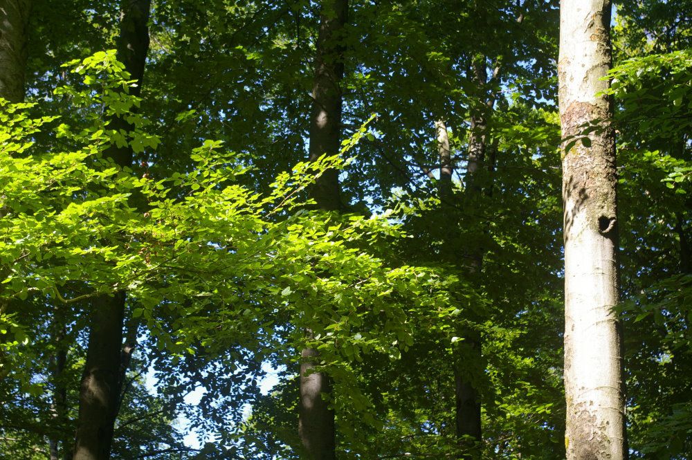 Traditionelle Waldbegehung der BN-Kreisgruppe Wunsiedel 