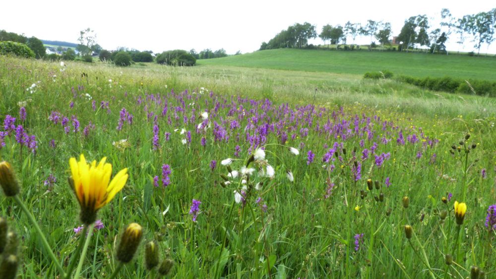 Artenvielfalt und Biotoppflege im Fichtelgebirge