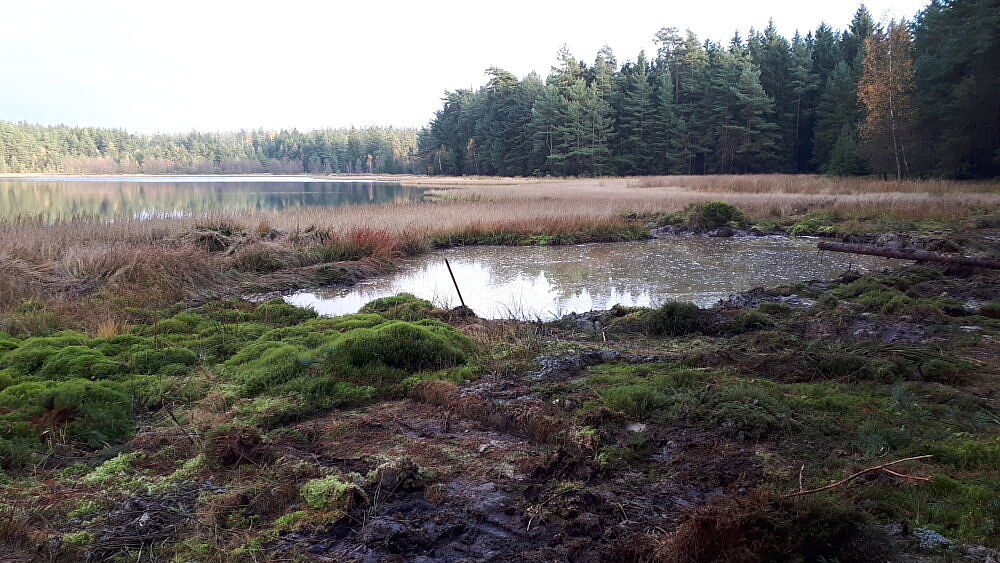 Moorteich Breiter Teich bei Selb , Teil eines grenzüberschreitenden Moorverbundes