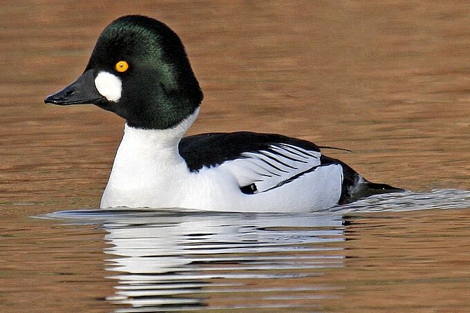 Schellenten am Breiten Teich bei Selb