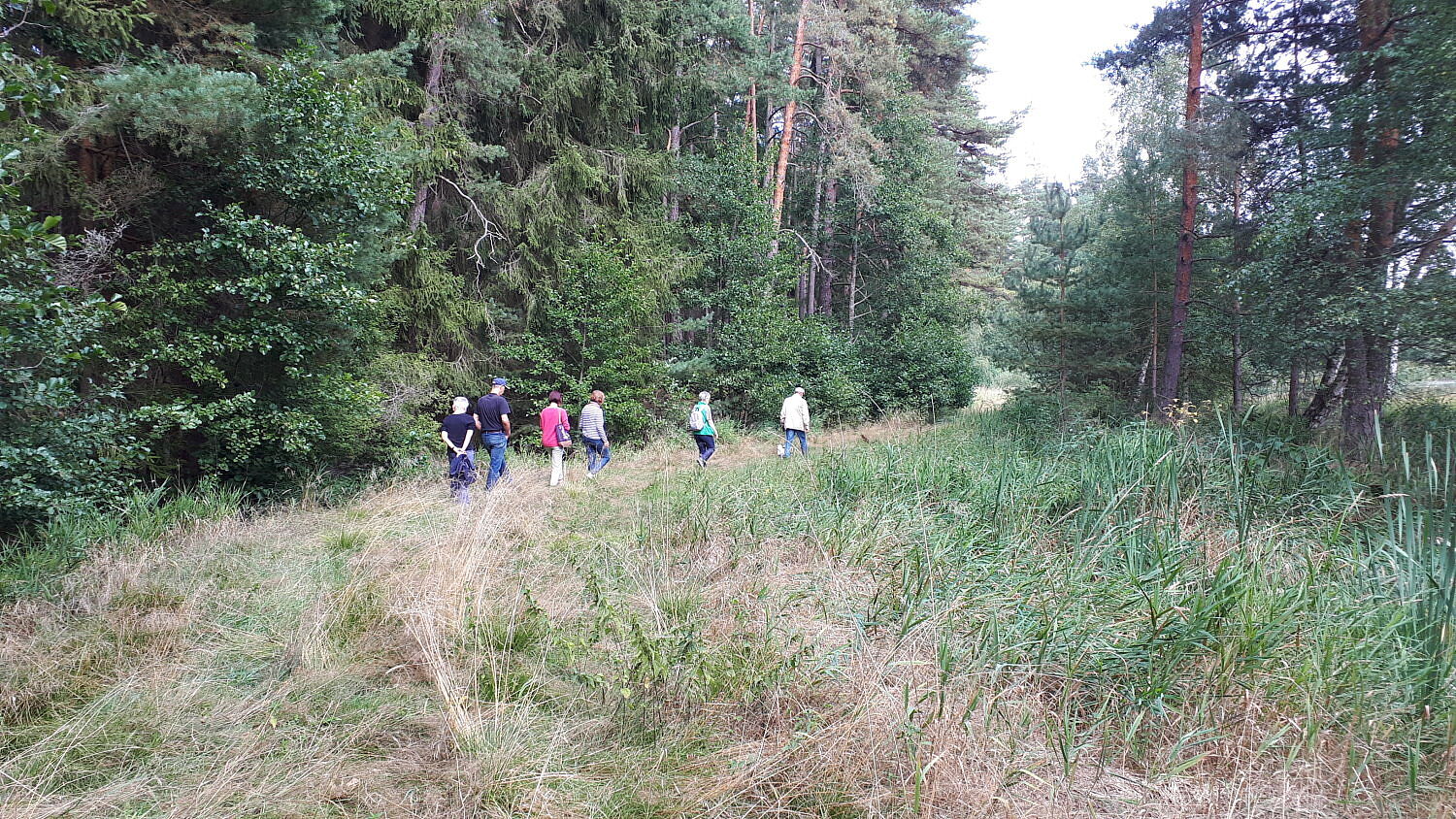 Herrenoberweiher Fichtelgebirge Libellen Amphibien