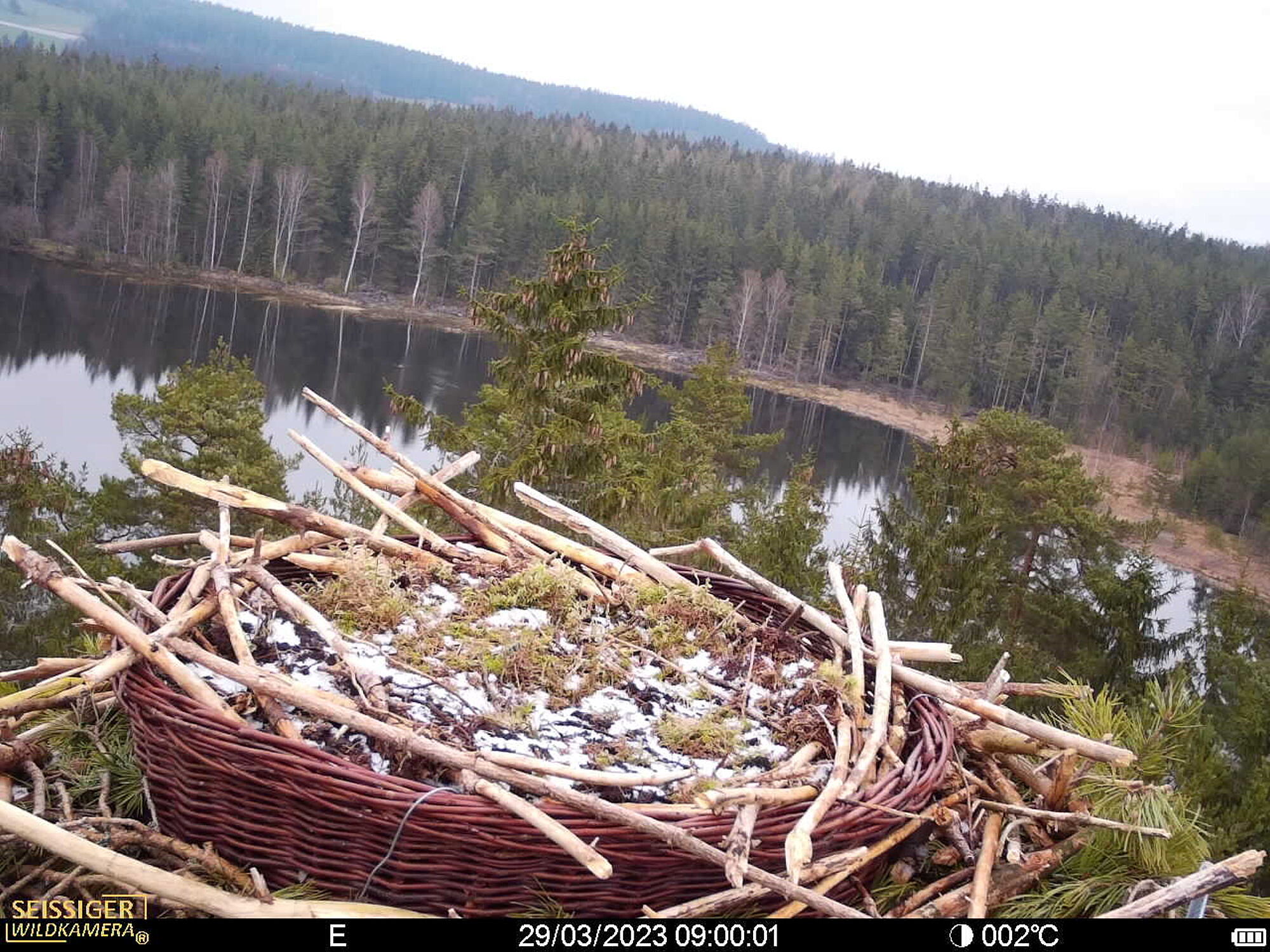 Fischadlerhorst Breiter Teich Selb Fichtelgebirge