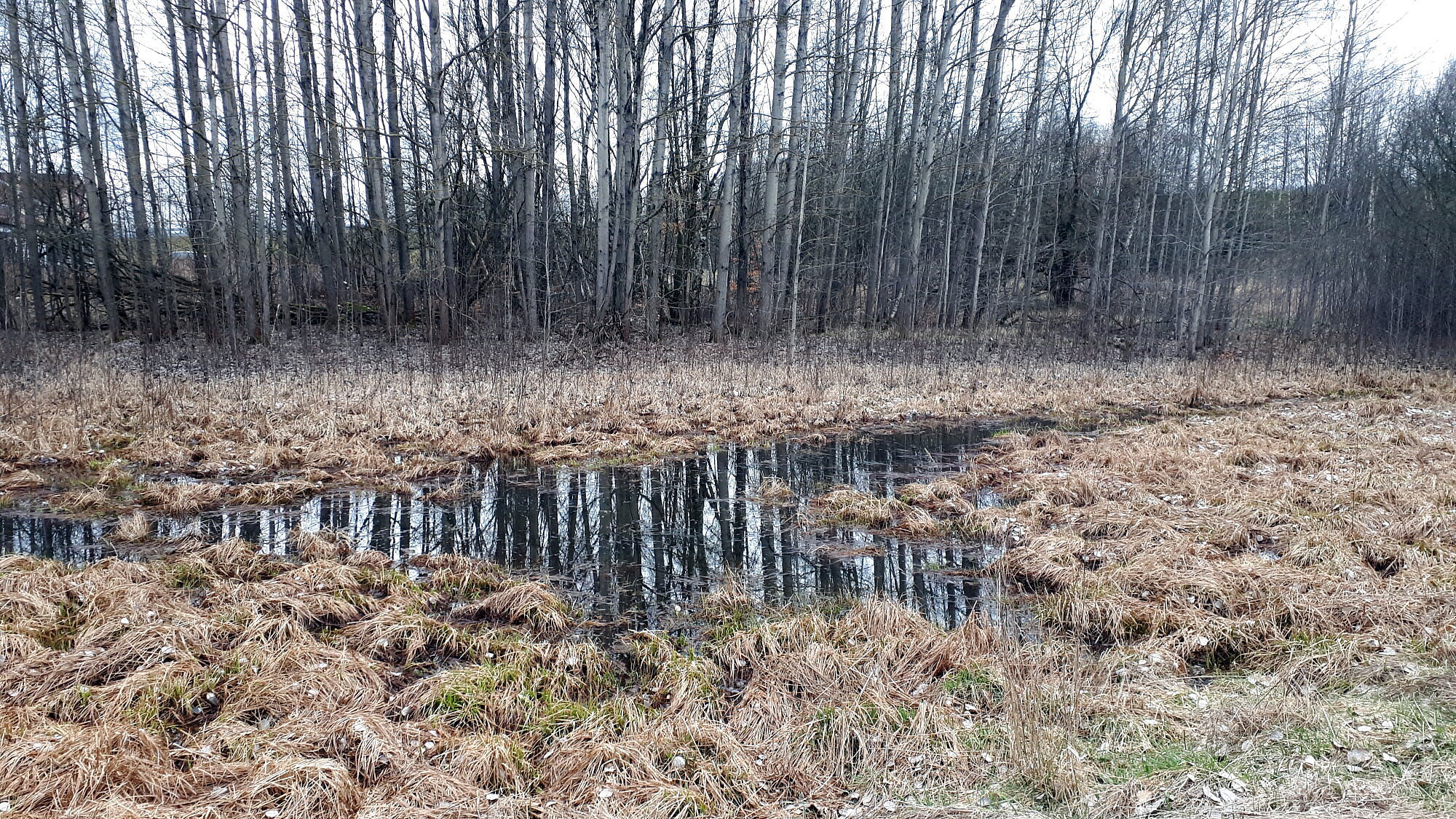 Amphibienleitsysteme im Stadtgebiet Selb