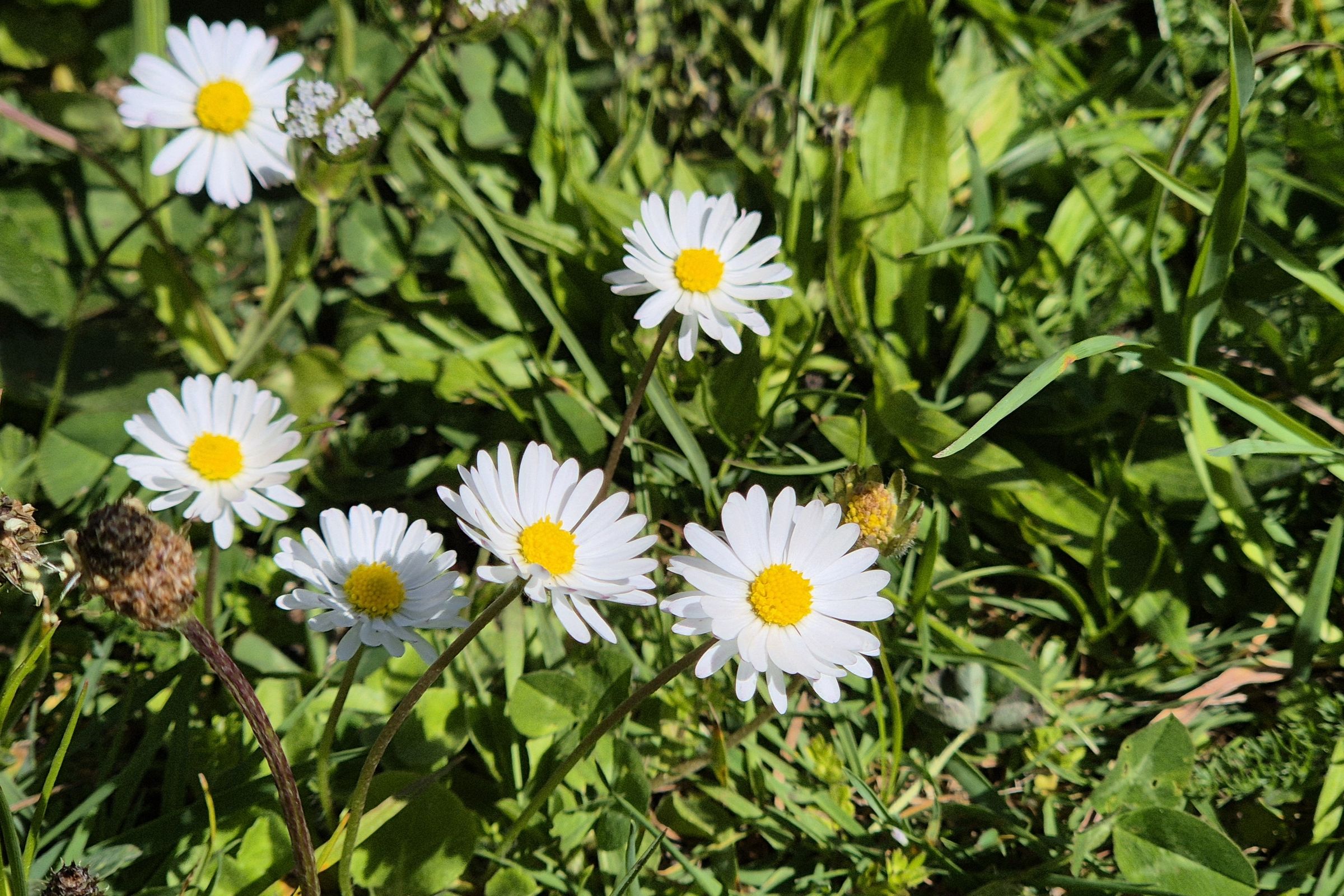 Gänseblümchen in Wiese
