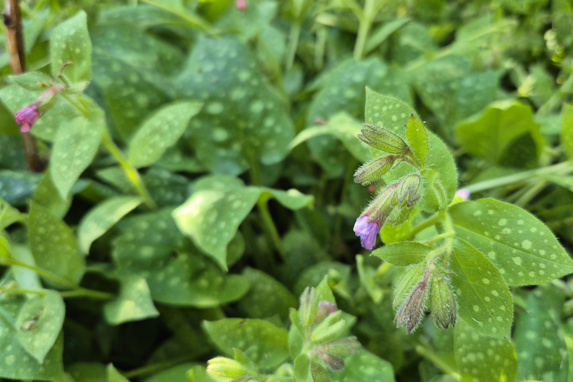 Lungenkraut mit Blüte