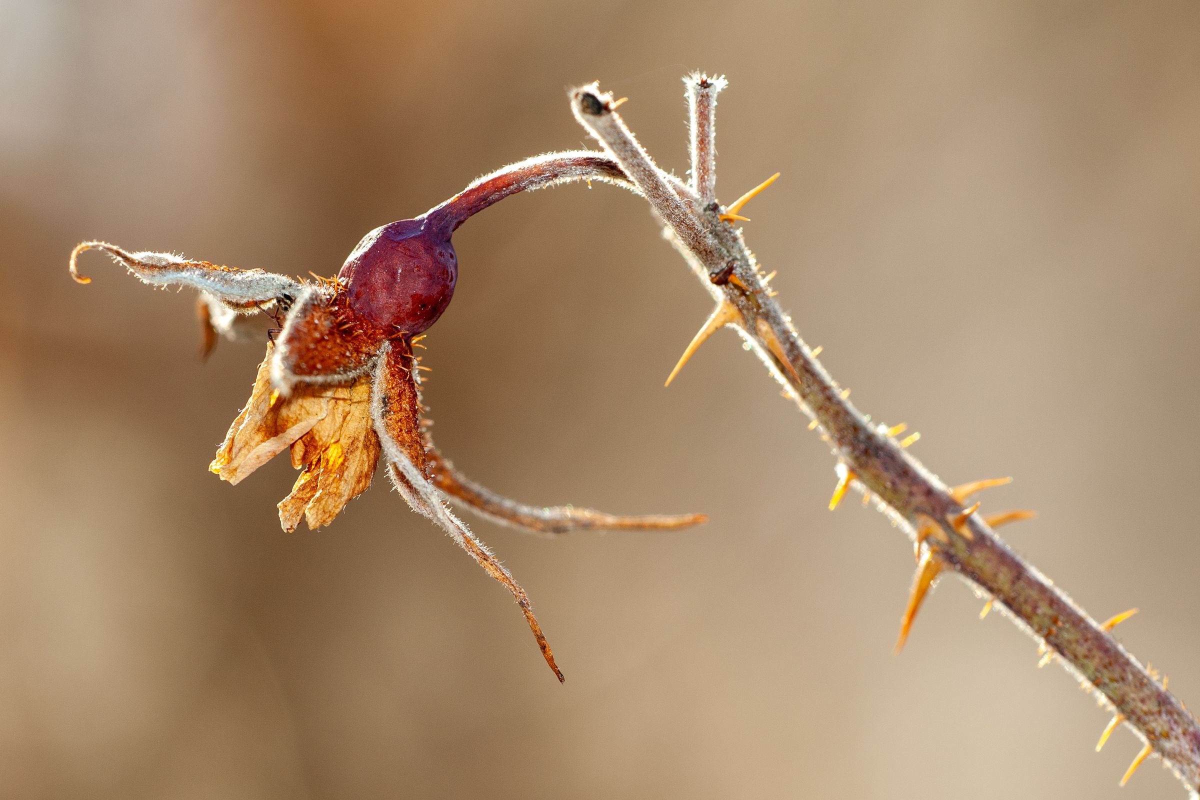 Hagebutte im Winter (von Hartmut Bombosch - Fotoclub Arzberg)