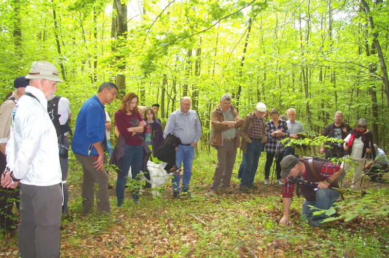 Buchen-Waldmeister Wald am Rauhen Kulm