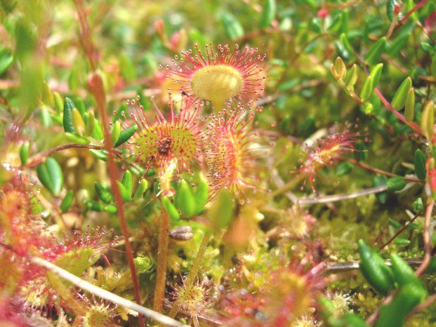 Tongrube Seedorf Raritäten der Botanik und der Insektenwelt
