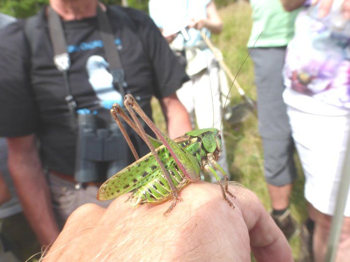 Insektenvielfalt und seltene Pflanzen an den Sonnenhängen in Sommerhau