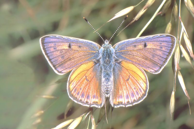 Dangesbachprojekt der BN-Kreisgruppe Wunsiedel
