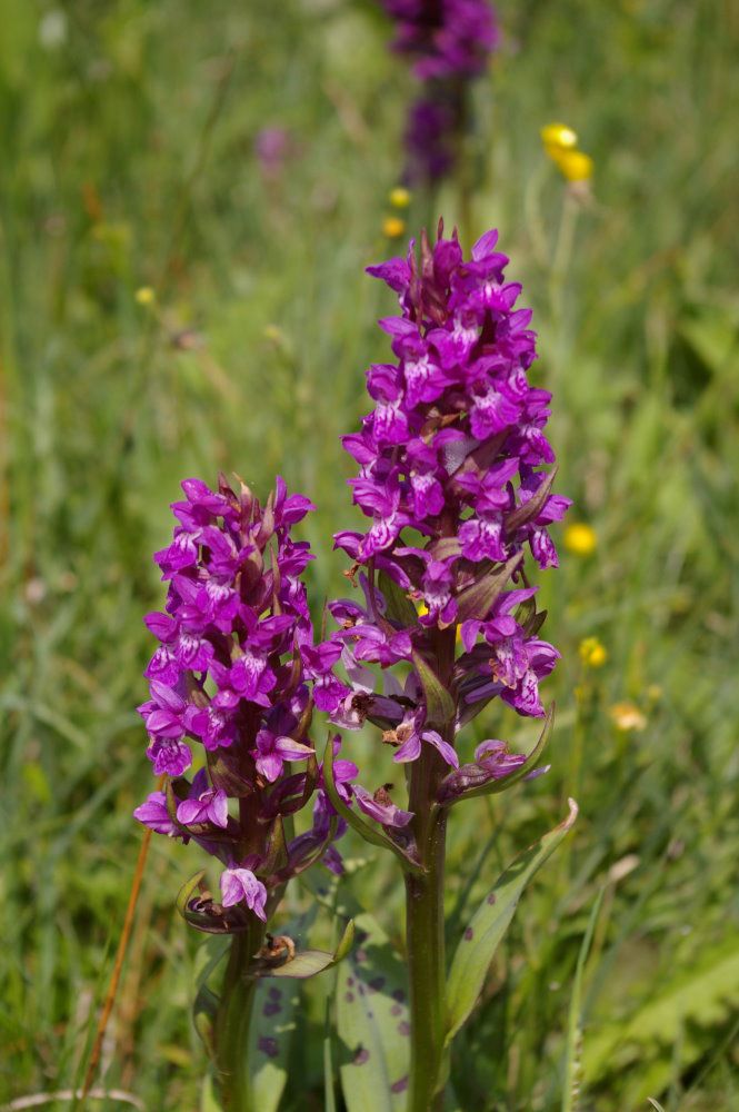 Breitblättriges Knabenkraut Artenvielfalt und Biotoppflege im Fichtelgebirge
