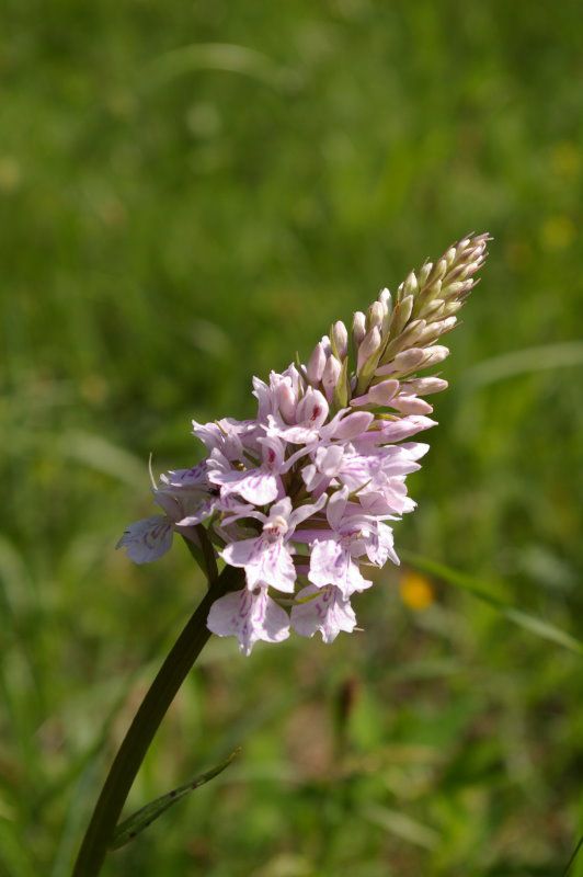 Fuchsknabenkraut am Moorteich bei Vordorf
