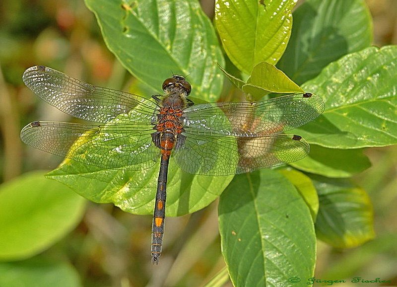 Kleine Moosjungfer BN Biotop Moorteich bei Vordorf